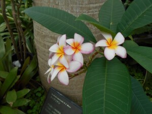 咲くやこの花館のお花