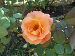 DSCN0367